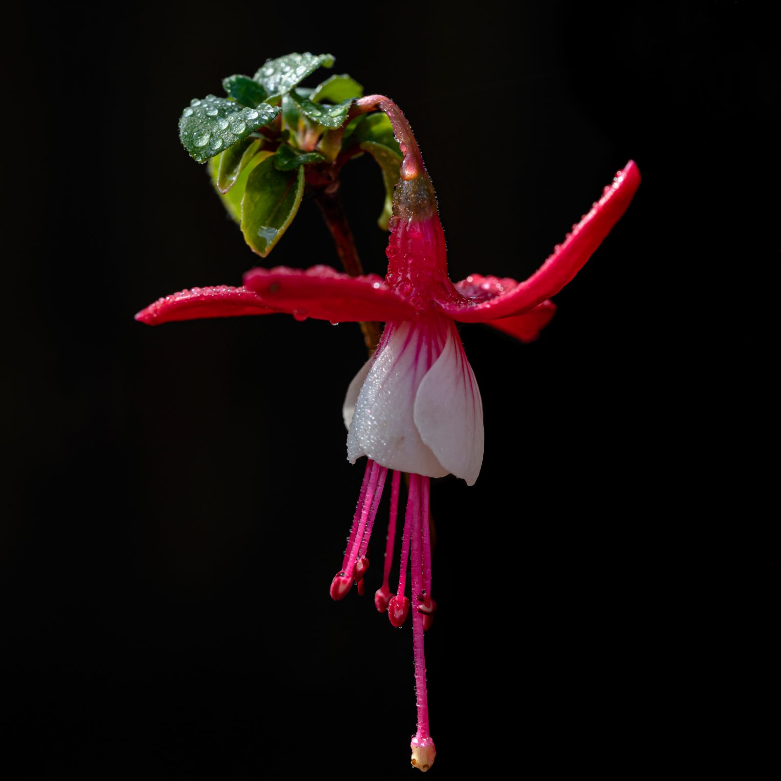 Fuchsie