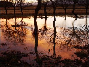 Wasserspiegelung Raglitz