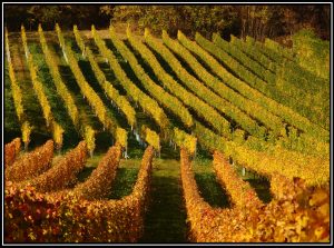 Weingarten Bad Sauerbrunn