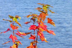 Indian Summer in Canada