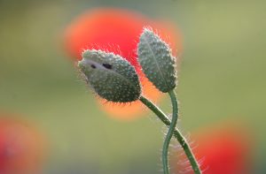 Mohntango