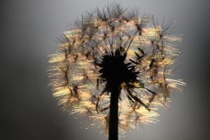 Pusteblume