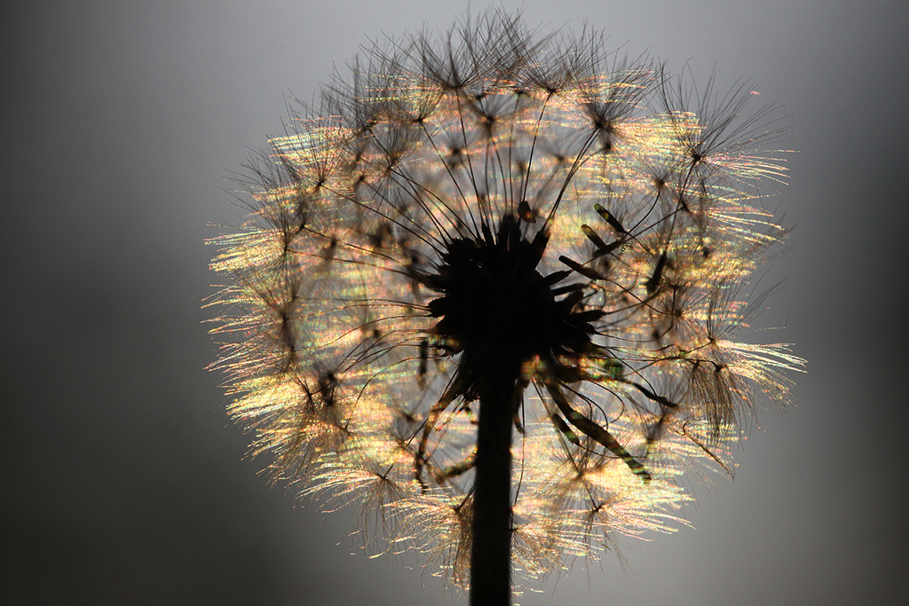 Pusteblume