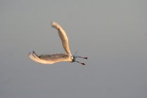 Möwe im Flug