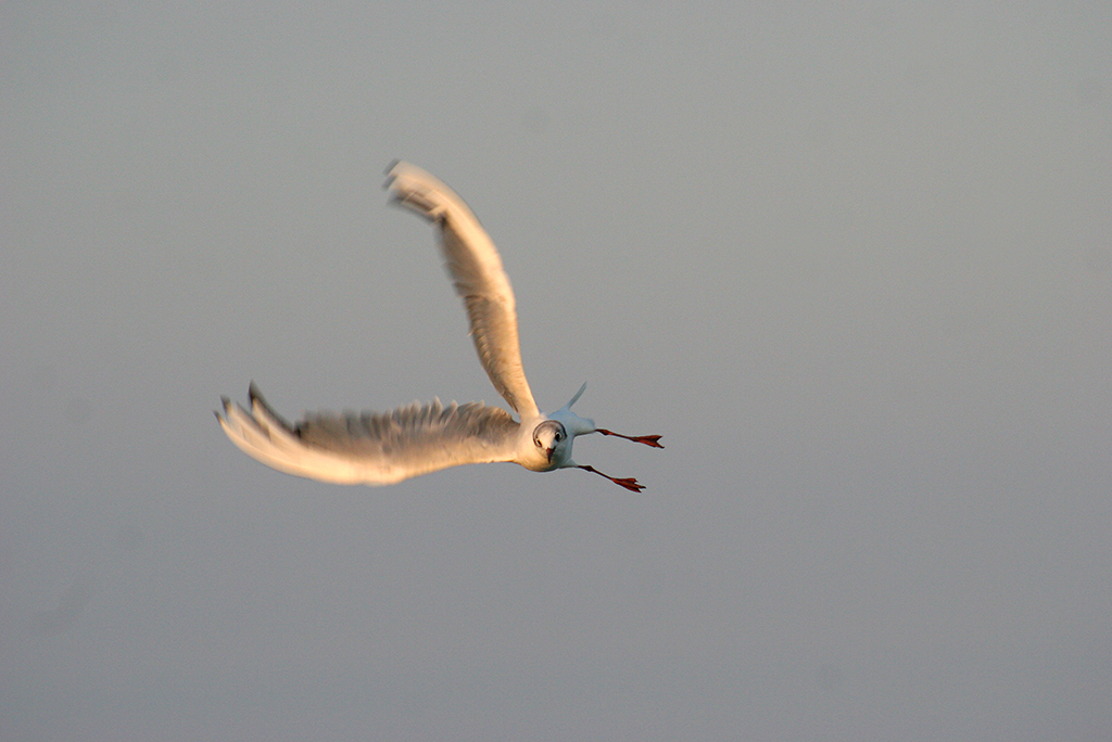 Möwe im Flug