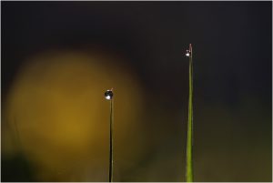 Two Drops
