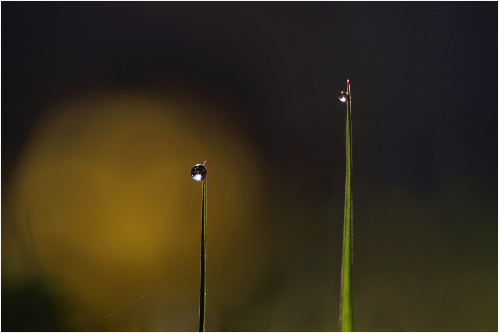 Two Drops