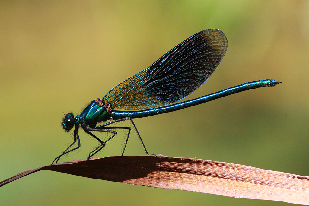 Prachtlibelle