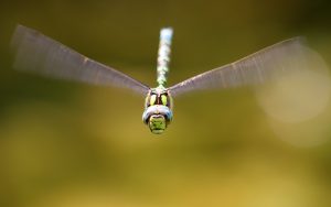 Libelle im Flug