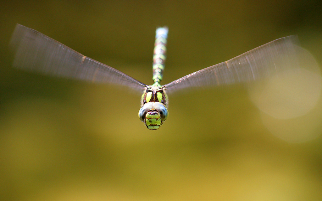 Libelle im Flug