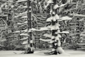 Winterwald auf der Hohen Wand