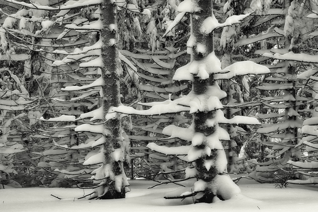 Winterwald auf der Hohen Wand