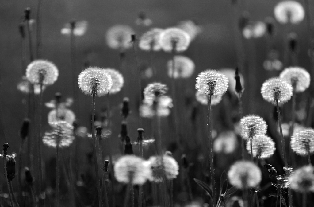 Pusteblumenwiese