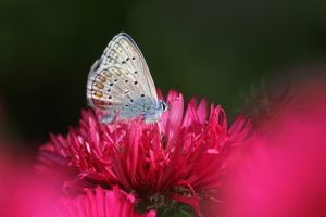 Bläuling auf Herbstastern