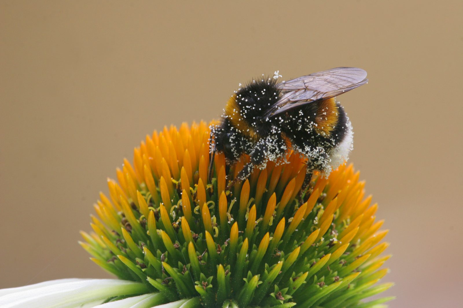 Hummel