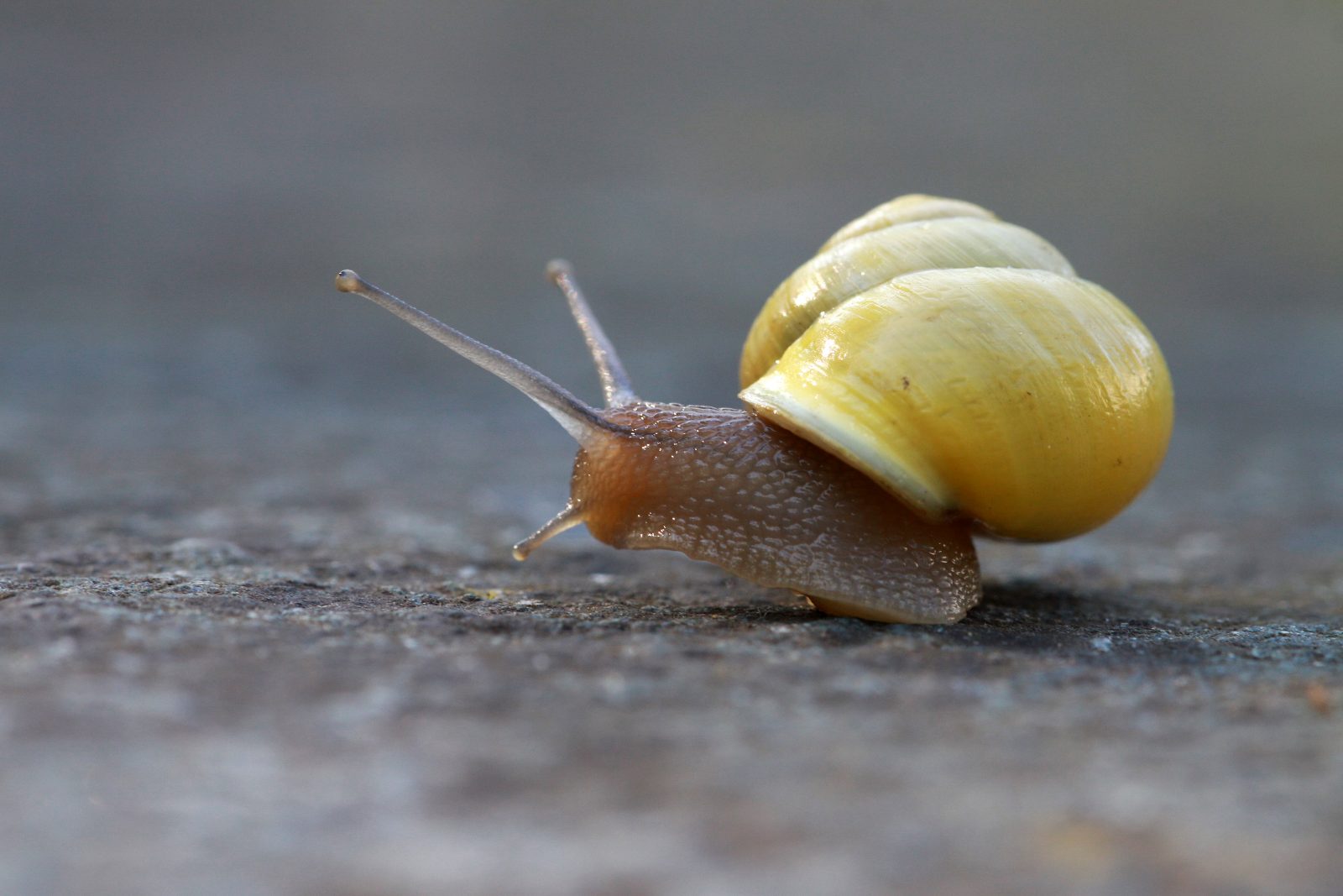 Schnirkelschnecke