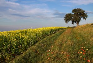 Herbststimmung bei Lindgrub
