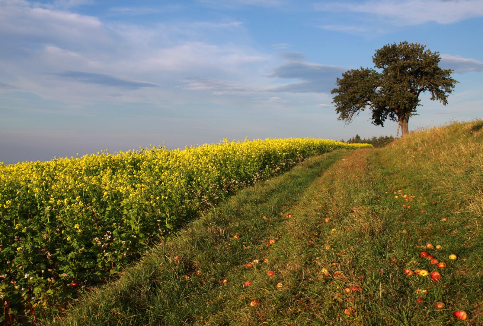 Herbststimmung bei Lindgrub
