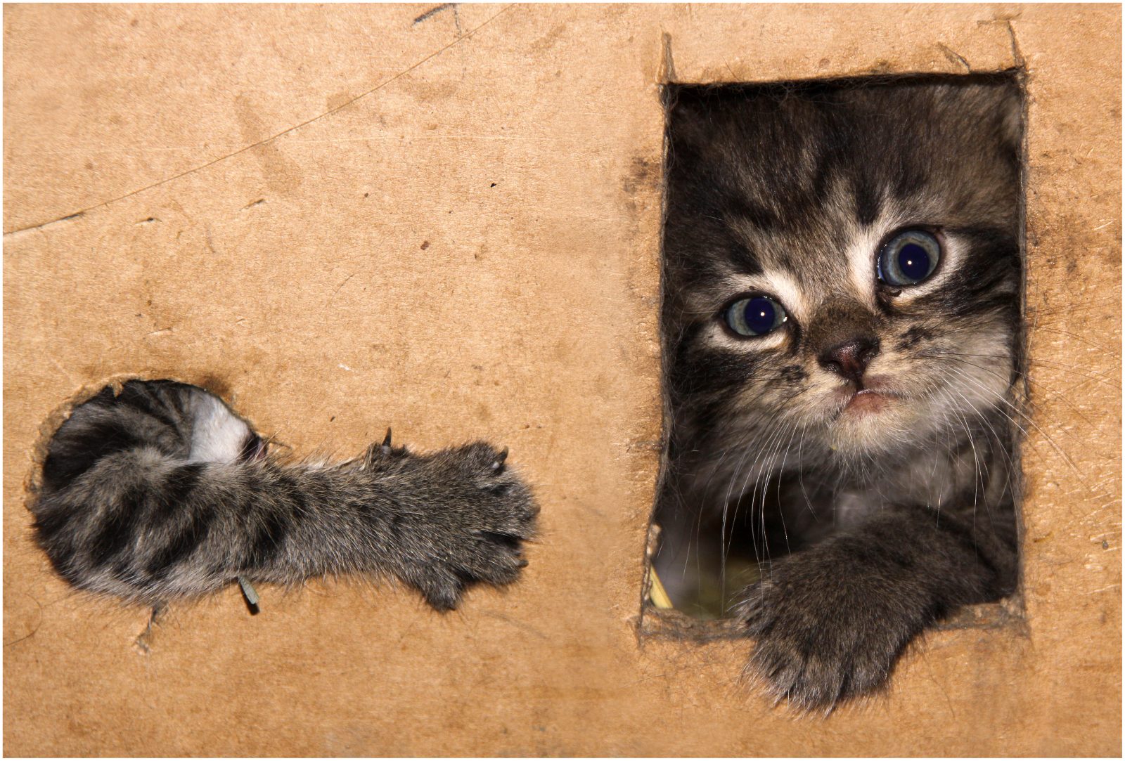 Kittens in the Box
