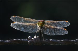 Libelle frontal