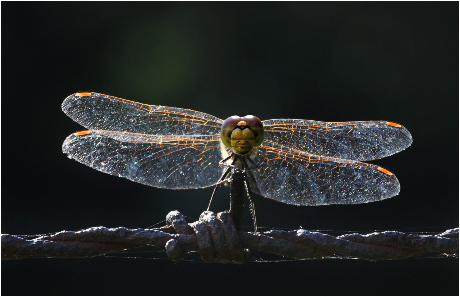 Libelle frontal