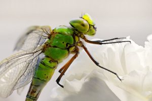 Libelle