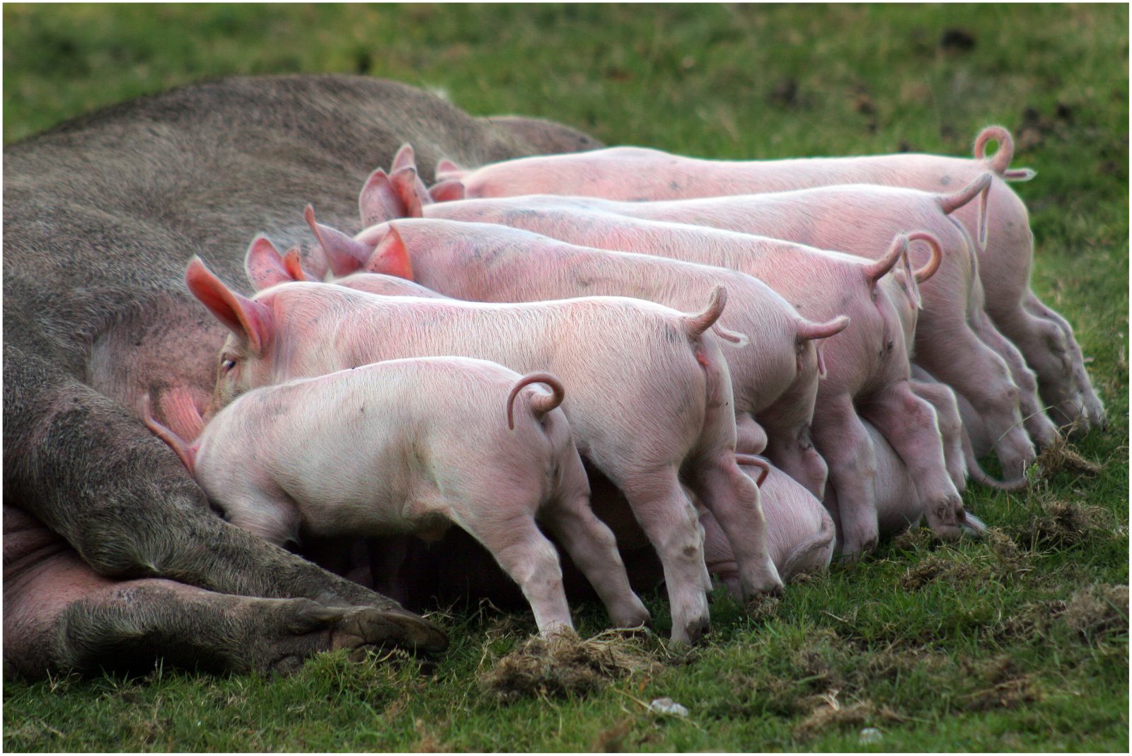 Glückliche Schweine