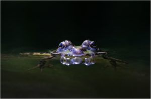 Frosch