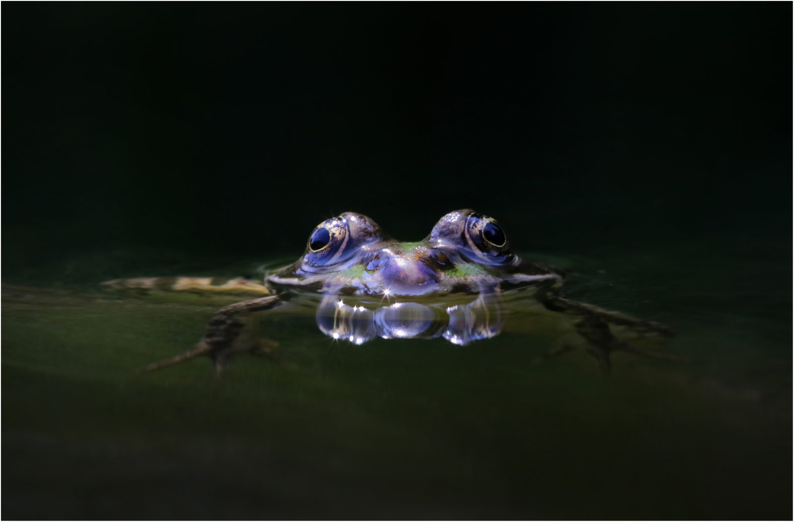 Frosch