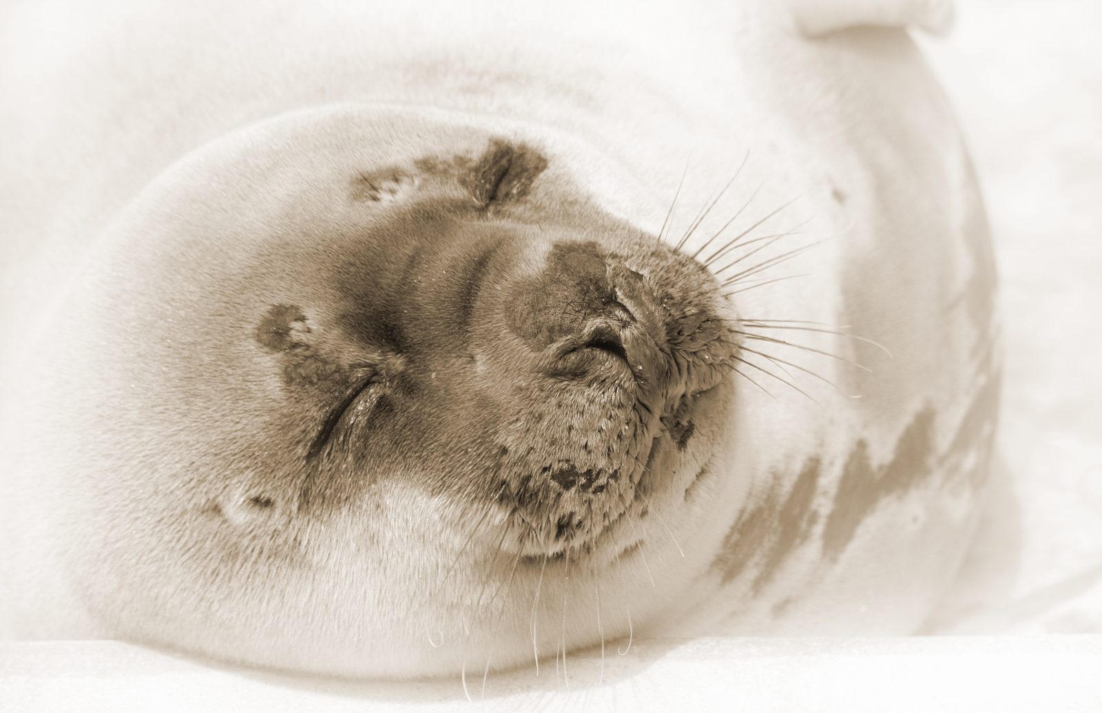 Seal
