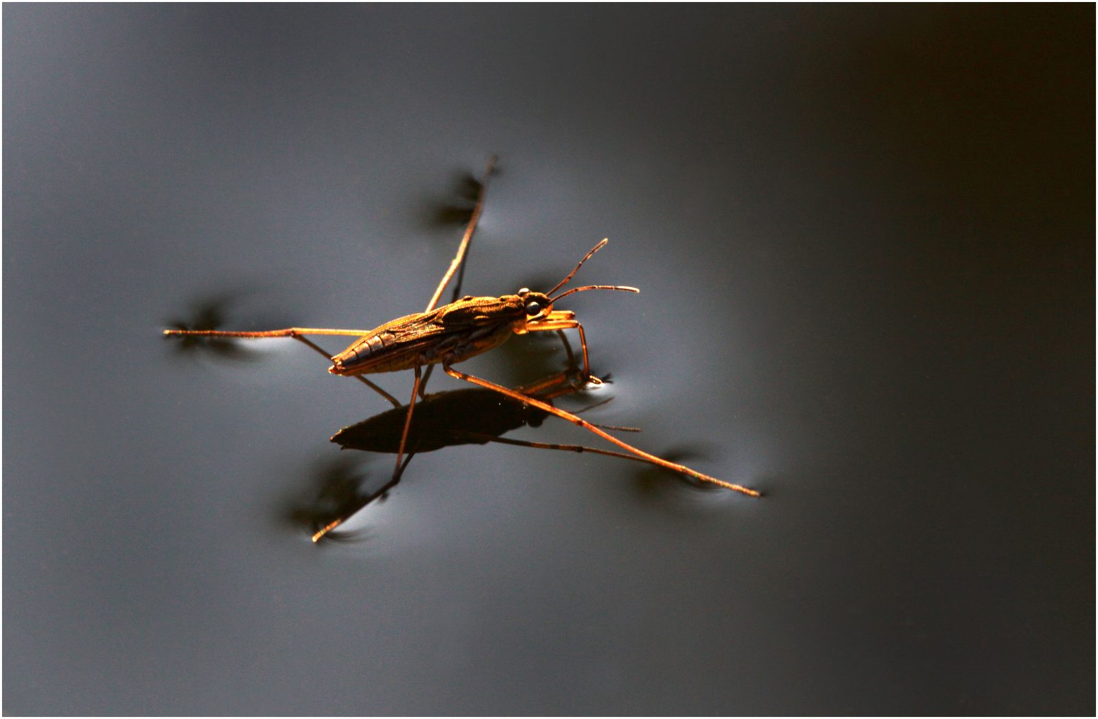 Water Strider