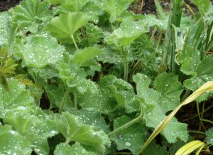 Apfelblüte_1 - Kopie