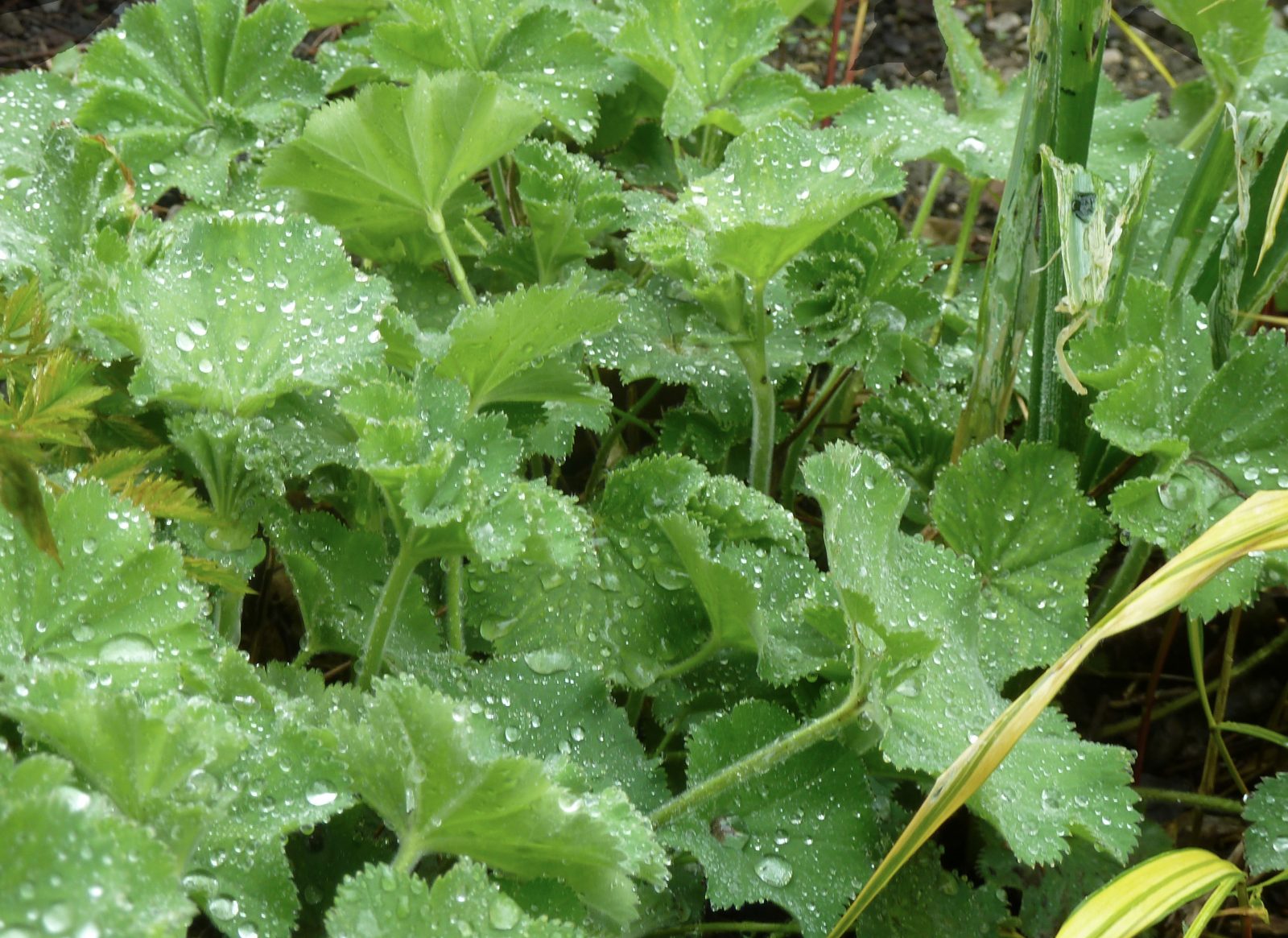 Apfelblüte_1 - Kopie