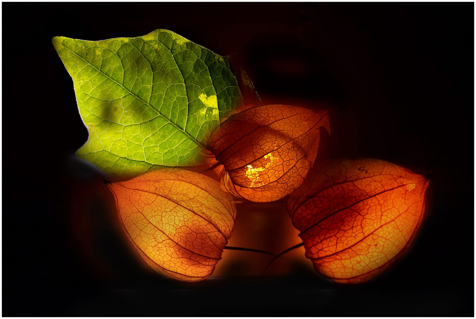 Na6_Helmut Dittler_Physalis