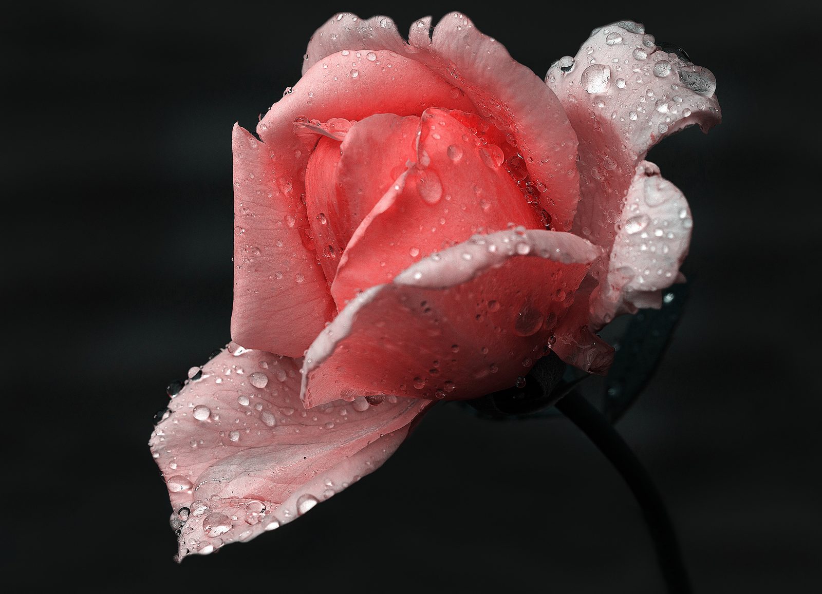 Na5_Helmut Dittler_Rose