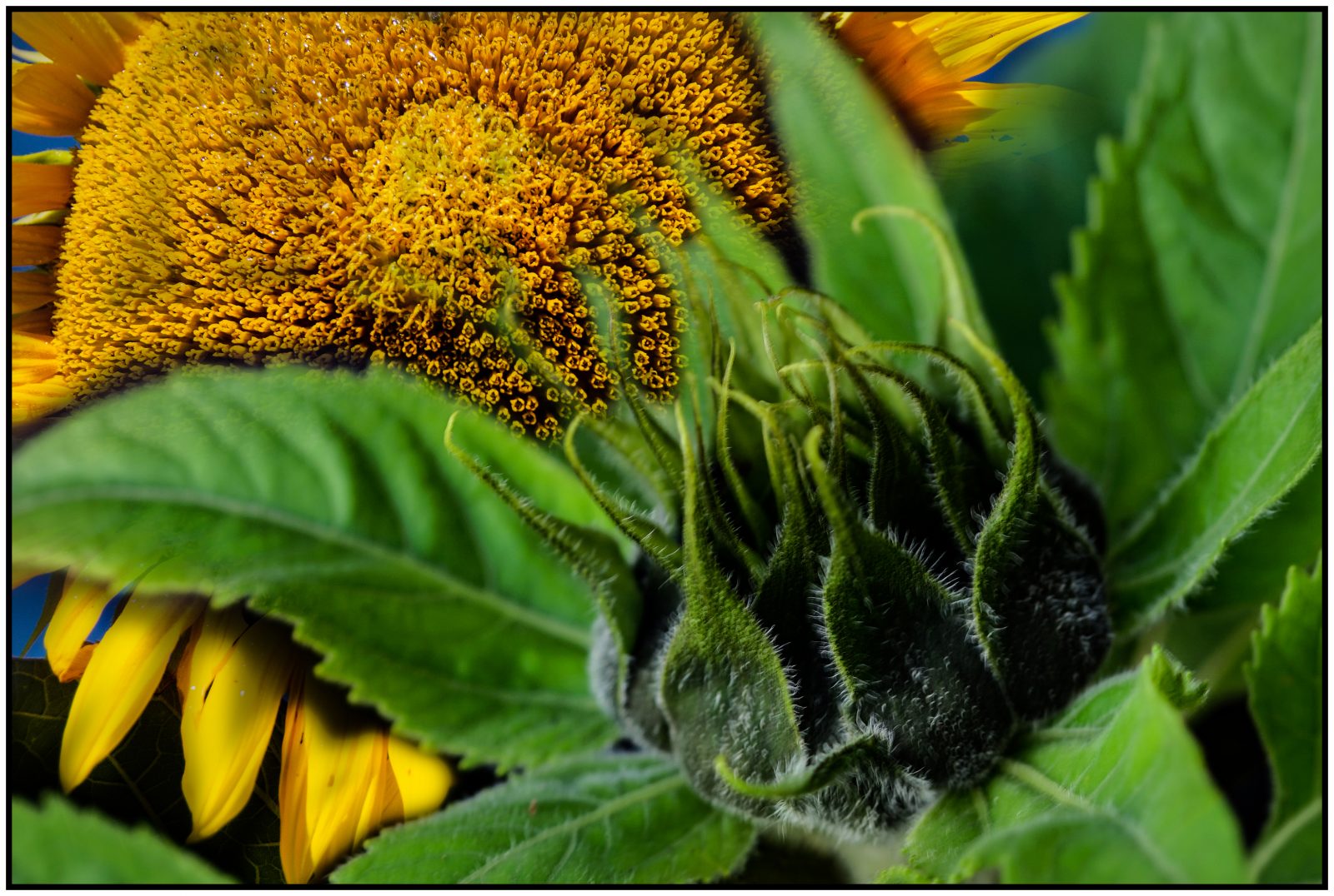 Na2_Helmut Dittler__Sonnenblume