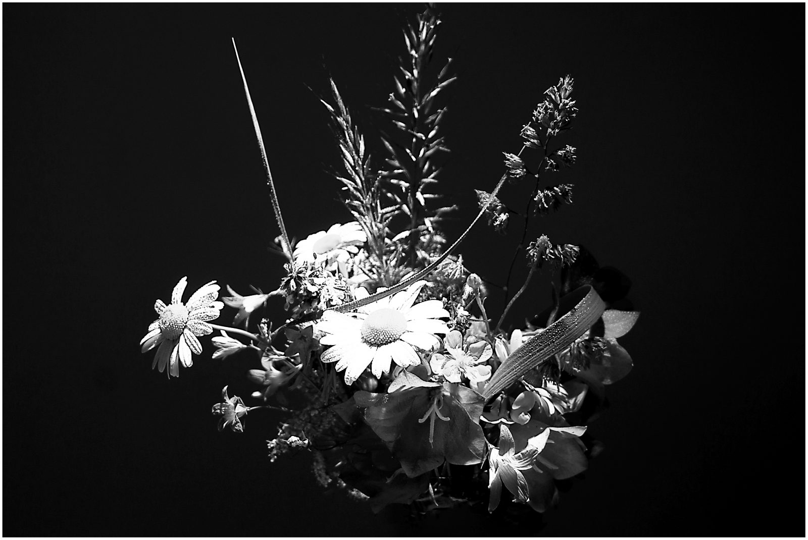 Nal3Helmut Dittler_Wiesenblumen