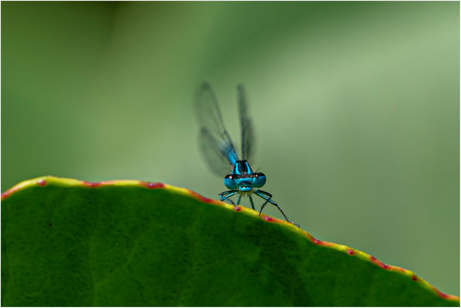 Blaue Libelle