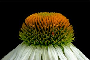 Blume 1