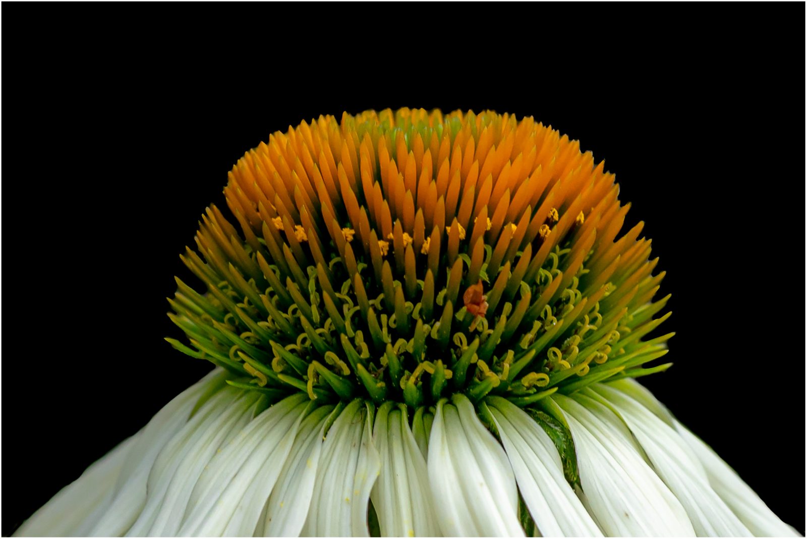 Blume 1