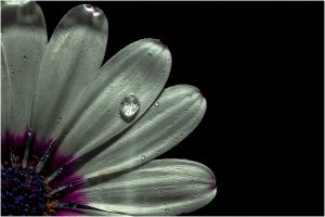 Blume mit Tropfen 1