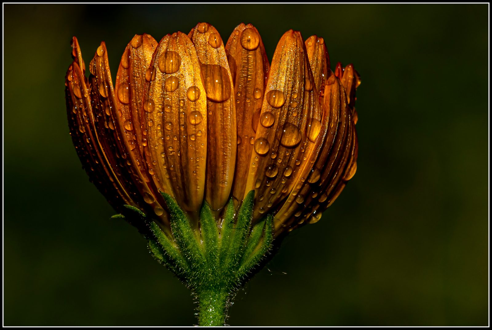 Blume mit Tropfen