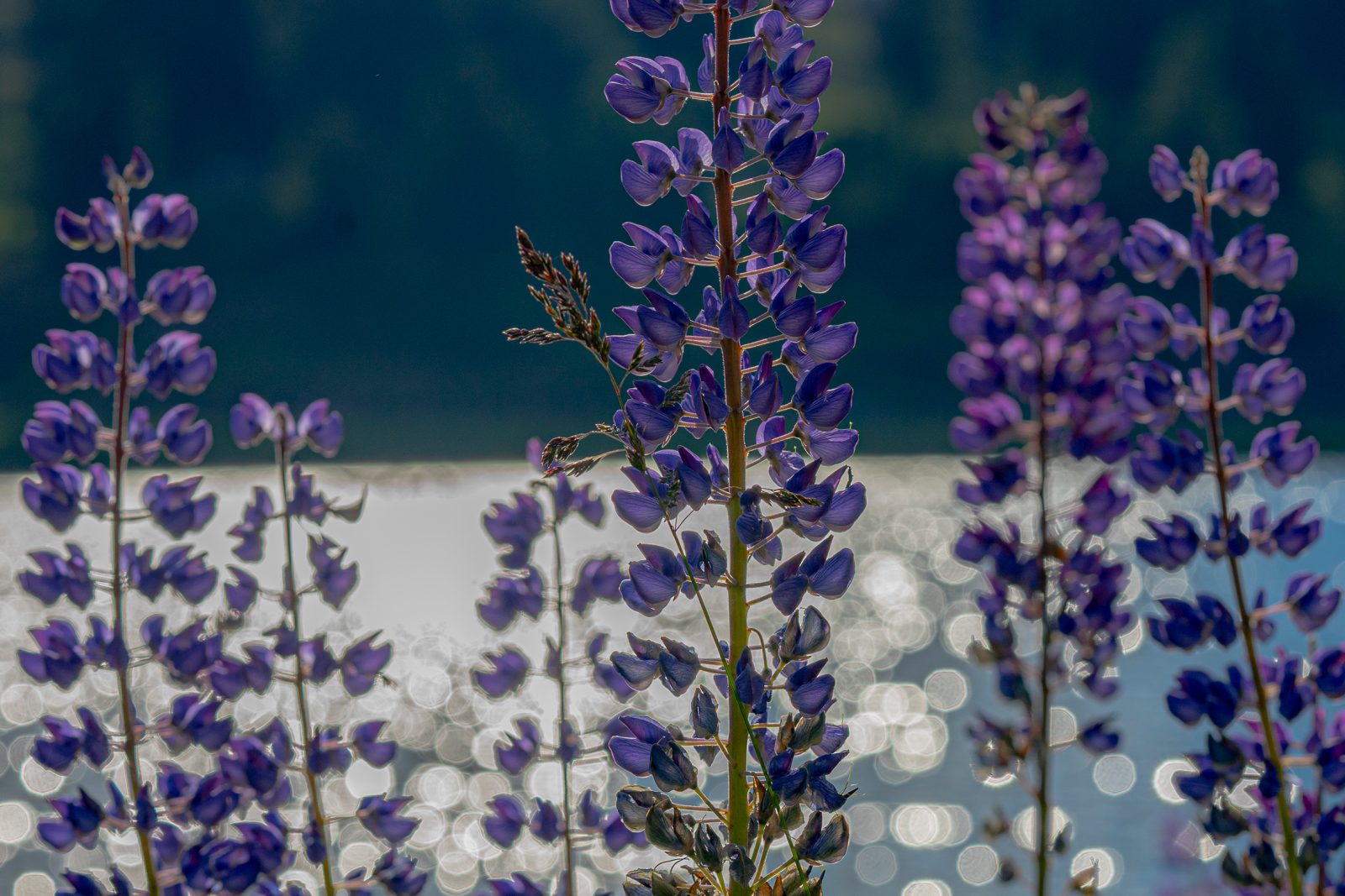 Blumen Turracherhöhe