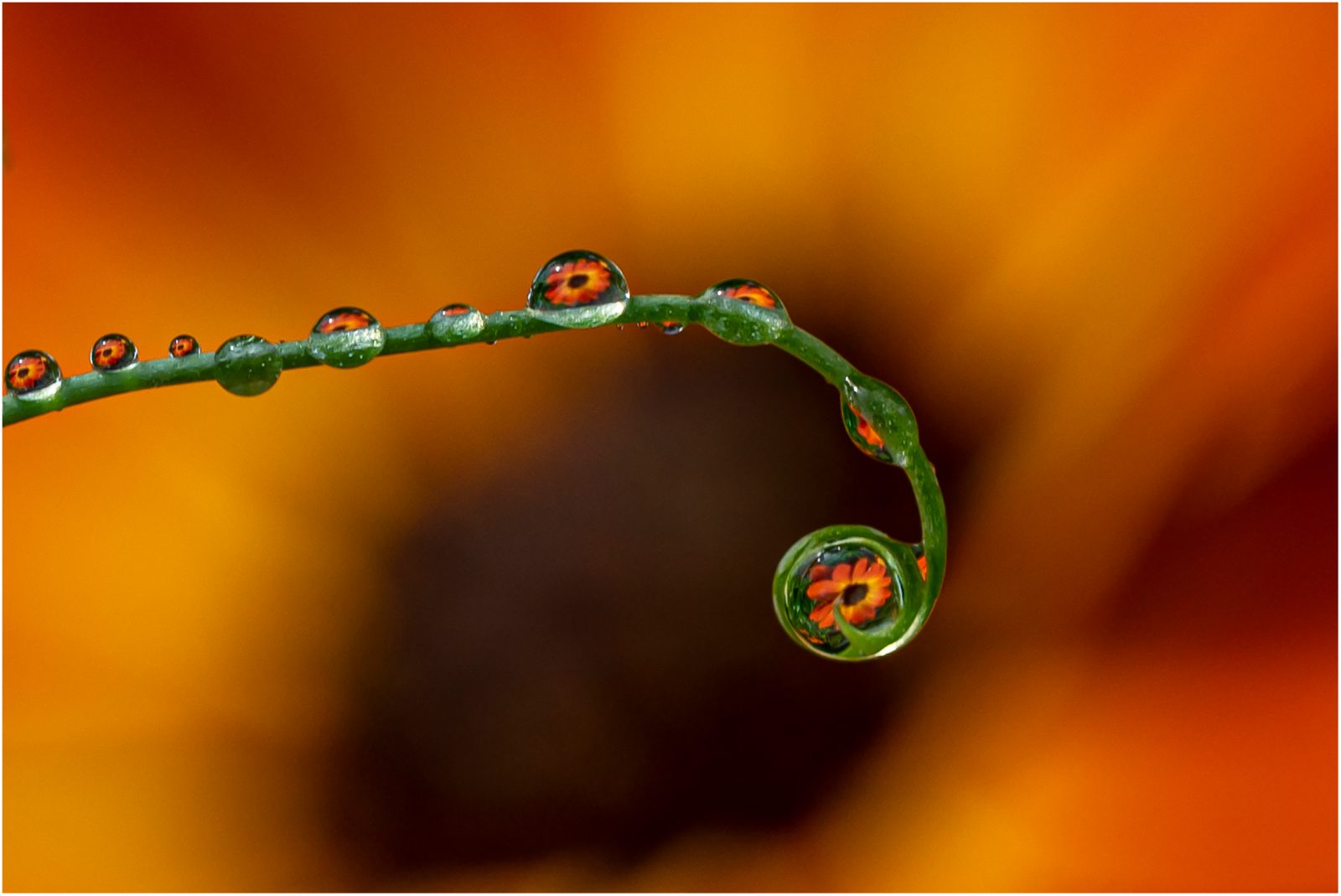 Blumenspiegelung