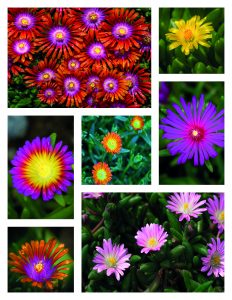 Collage2