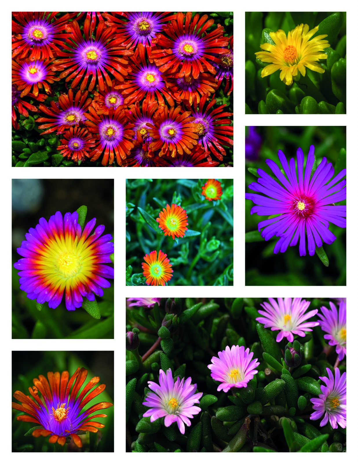 Collage2