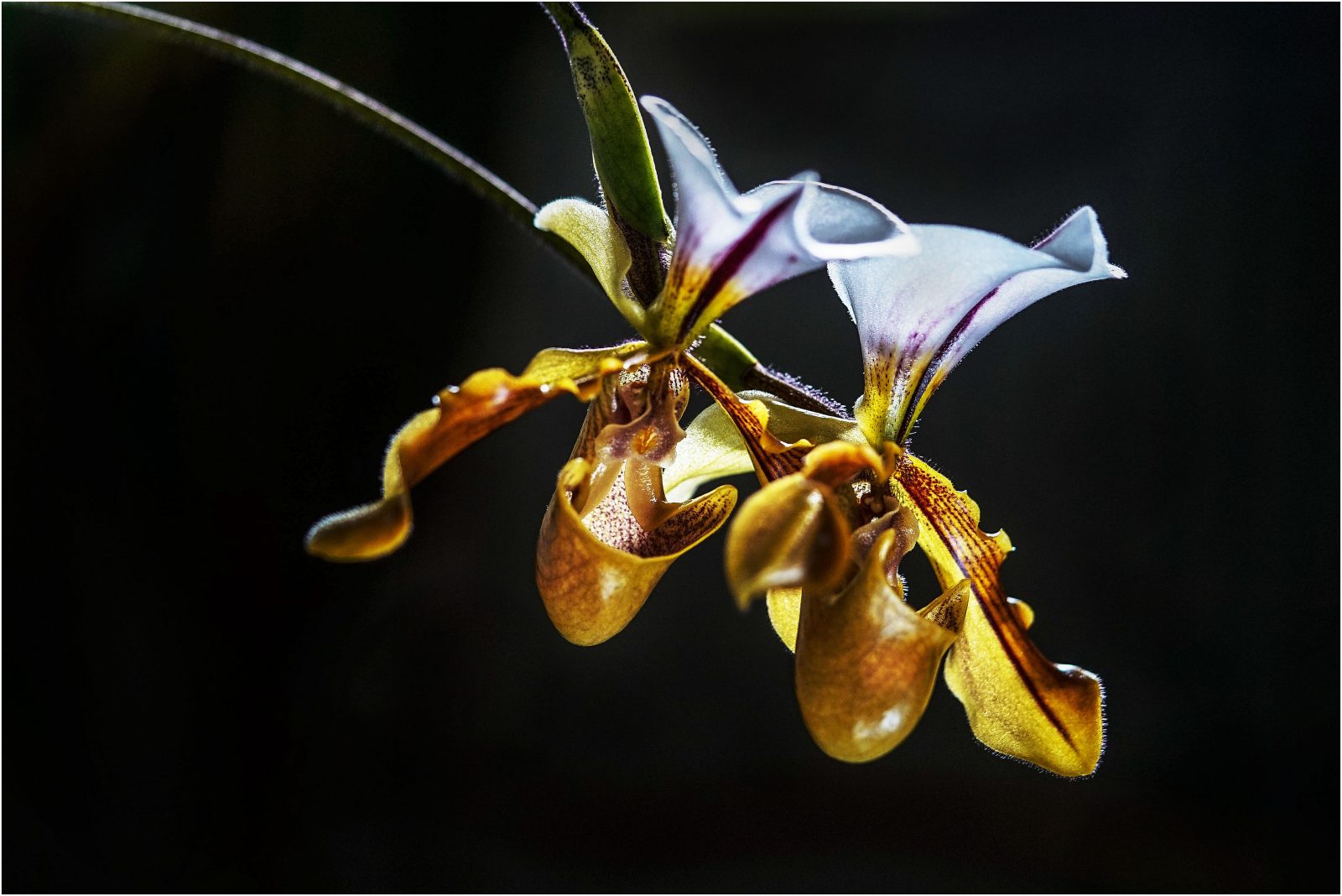 Orchidee Frauenschuh
