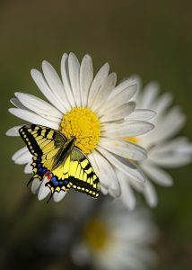 Schwalbenschwanz
