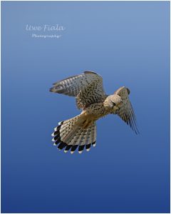 Falke im Jagdmodus