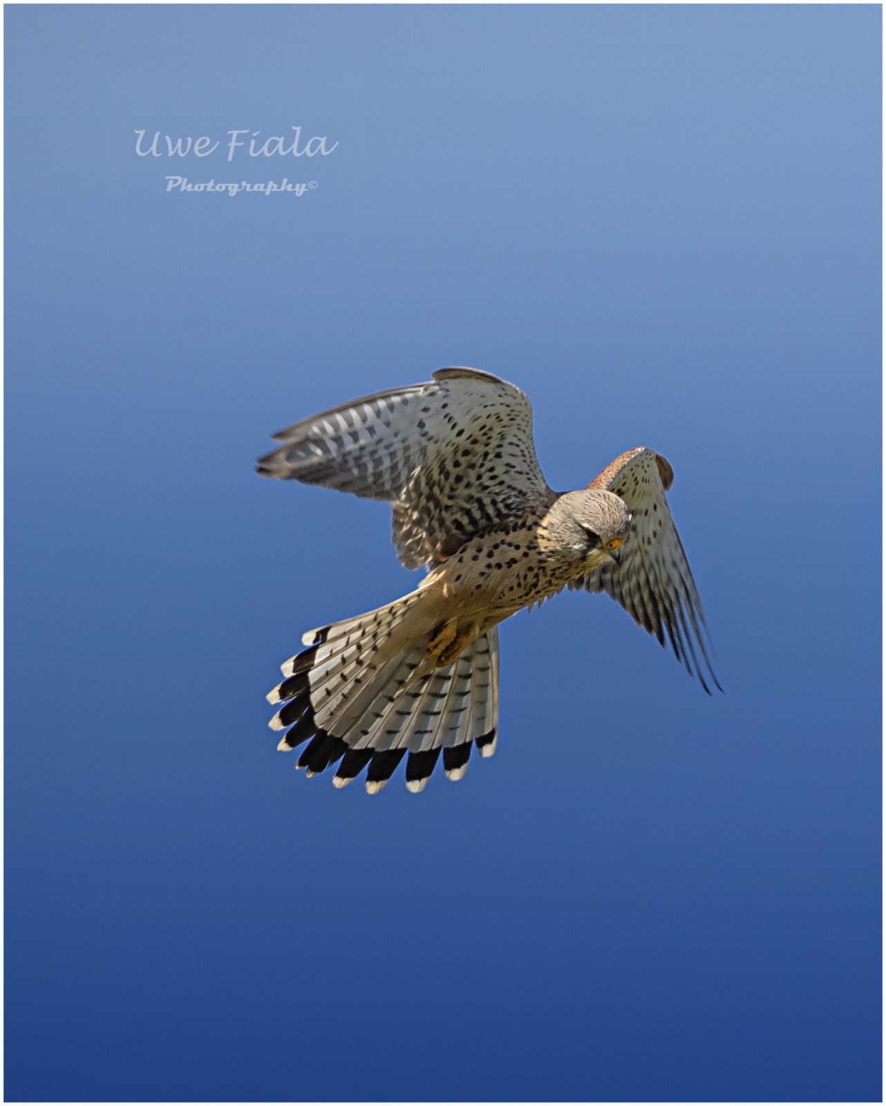 Falke im Jagdmodus